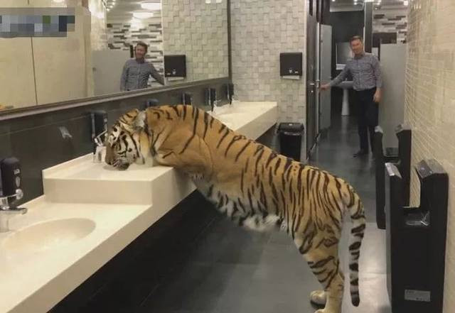 Không thể tin vào mắt mình, người đàn ông đinh ninh rằng đây chỉ là một con hổ giả, một con hổ bông dùng để chơi khăm mọi người.