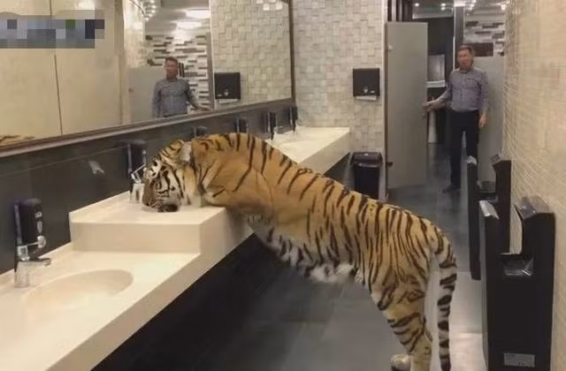 Theo thông tin đăng tải, ngày hôm đó, một người đàn ông bước vào nhà vệ sinh công cộng và đột nhiên phát hiện một con hổ vằn đang uống nước trong nhà vệ sinh.