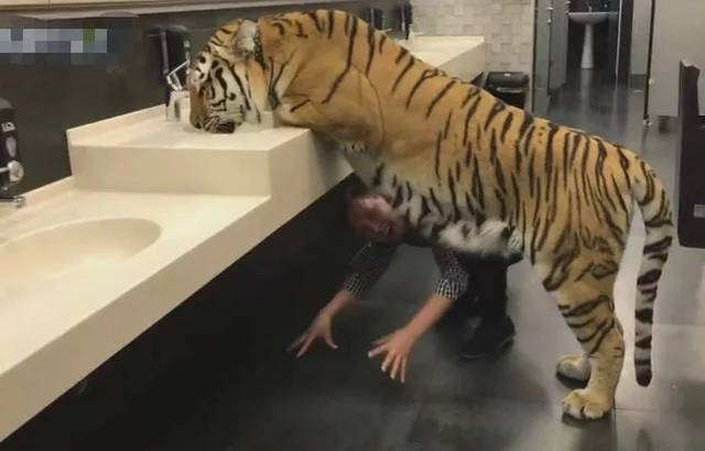 May mắn thay, con hổ chỉ đang khát chứ không đói, nó không để ý nhiều lắm đến hành động của người đàn ông mà chăm chú uống nước.