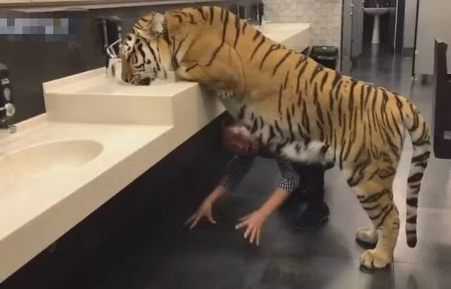 May mắn thay, con hổ chỉ đang khát chứ không đói, nó không để ý nhiều lắm đến hành động của người đàn ông mà chăm chú uống nước.