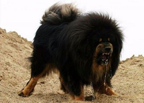 Tiếp đến là vụ một bé gái 5 tuổi tại Hồ Châu, Bắc Kinh bị chó ngao Tây Tạng tấn công khiến khuôn mặt bé bị thương nghiêm trọng và phải khâu 60 mũi.