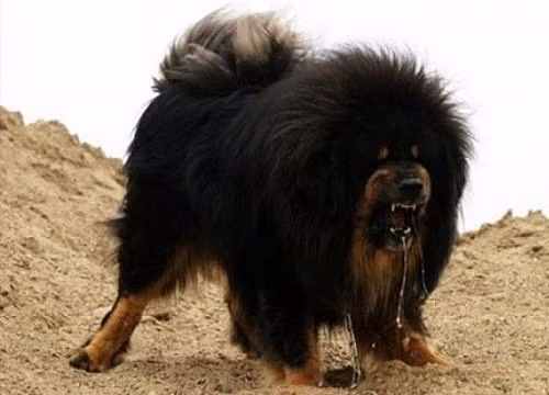 Tiếp đến là vụ một bé gái 5 tuổi tại Hồ Châu, Bắc Kinh bị chó ngao Tây Tạng tấn công khiến khuôn mặt bé bị thương nghiêm trọng và phải khâu 60 mũi.