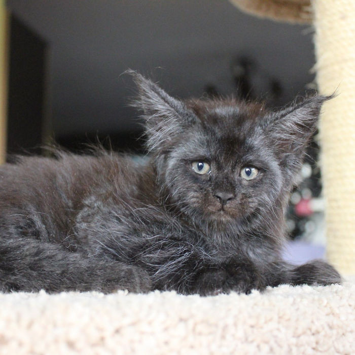 Valkyrie thực sự sở hữu một khuôn mặt nghiêm nghị giống như một người già trầm tư, trải đời, nhiều suy nghĩ.