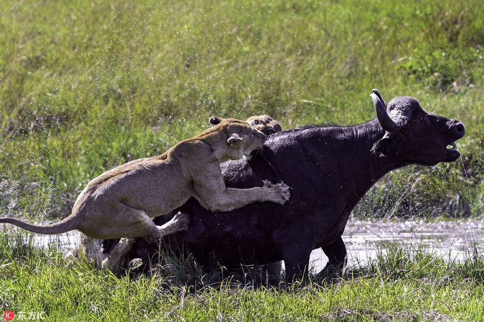 Mới đây, nhiếp ảnh gia động vật hoang dã Marc Mol trong lúc khám phá cuộc sống, thiên nhiên ở vùng đồng bằng phía bắc của Serengetis, Tanzania, may mắn ghi được cảnh tượng kịch tính, khi trâu rừng sa vào tầm ngắm tử thần của những con sư tử cái đói mồi.