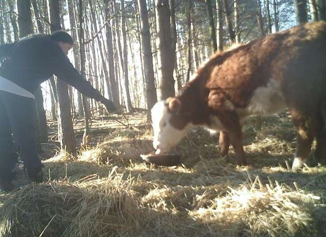 Những người cứu hộ không muốn để Bonnie mạo hiểm trong rừng sâu, vì vậy họ đã nghĩ ra cách dụ Bonnie ăn thức ăn với một lượng nhỏ thuốc an thần.