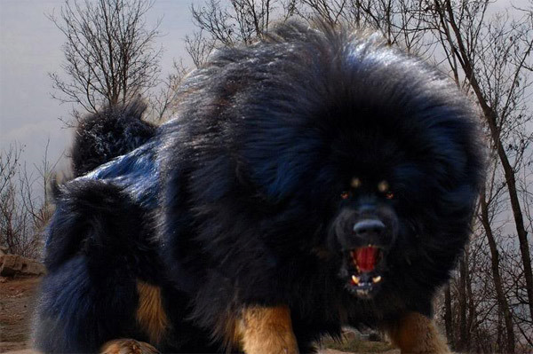 Trong vụ tấn công, do cố gắng cứu con gái nhỏ thoát khỏi con chó hung bạo, người cha cũng bị con chó cắn bị thương nhiều chỗ ở tay phải.