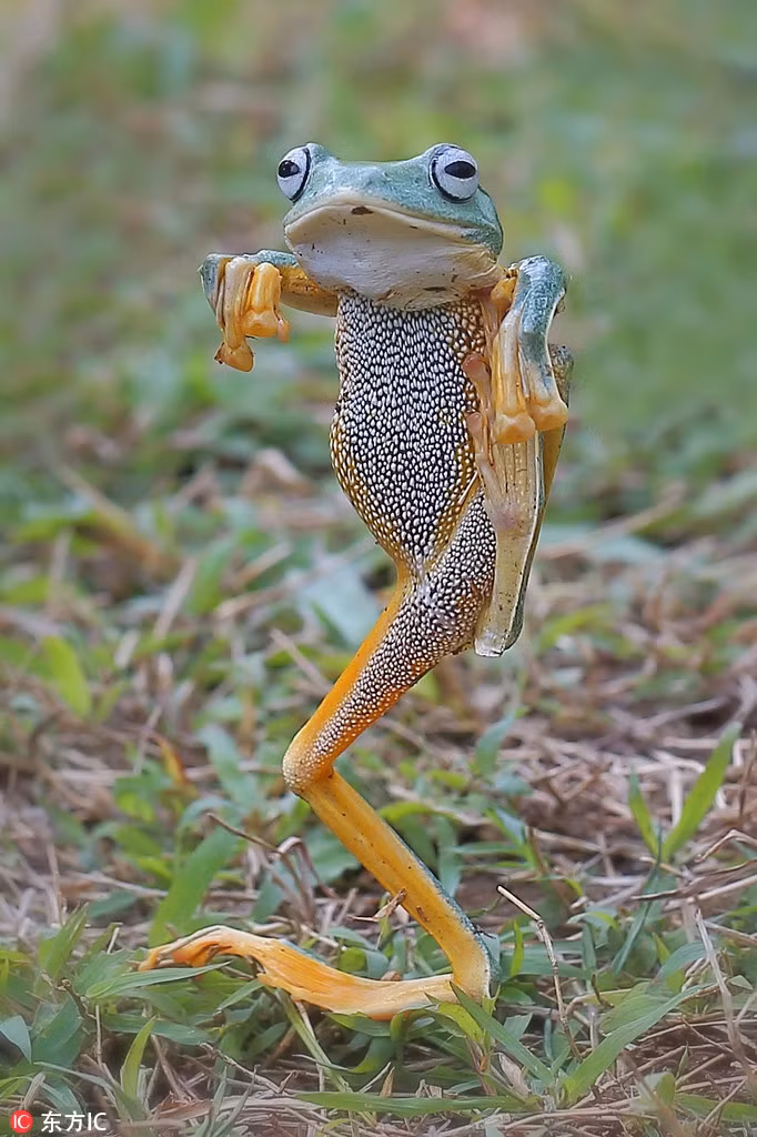 Con ếch này đang thực hiện một động tác võ thuật cực khó, giống như diễn viên Ralph Macchio trong bộ phim võ thuật kinh điển "Giấc mộng Kungfu".