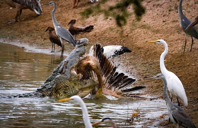 Thấy khoảng cách đủ gần, con cá sấu lao đến cắn chính xác vào cơ thể của chim lội lớn và không để con mồi có cơ hội phản kháng.
