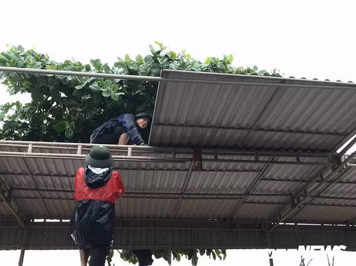 Người dân đang gấp rút cột các mái tôn.