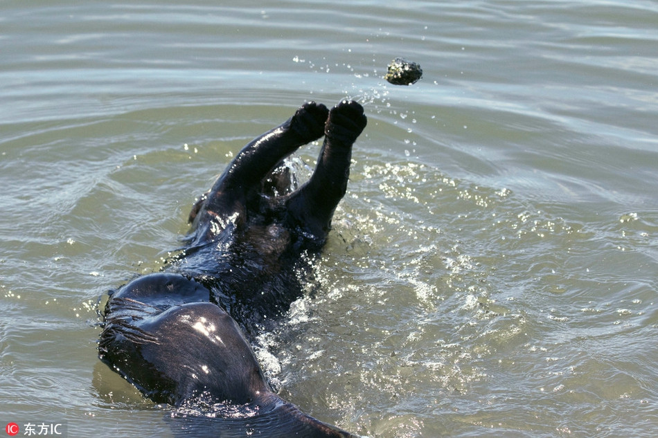 Màn tung hứng của rái cá điệu nghệ chẳng thua gì những diễn viên xiếc thực thụ.