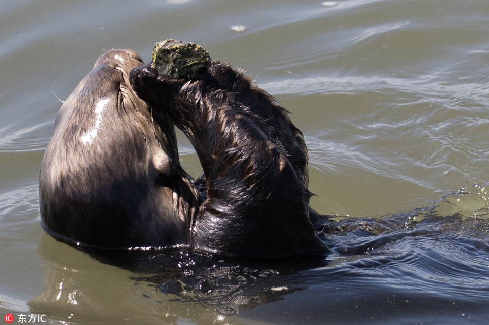 Nhiếp ảnh gia Jodi Frediani cho biết thêm, con rái cá này quả thực có lối sống hưởng thụ. Thay vì vội vàng, gấp gáp, nó quyết định nghỉ ngơi sau khi ăn và chơi tung hứng với viên đá yêu thích.