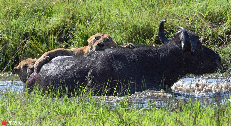 Đến khi thấy thời cơ chín muồi, chúng tung ra một cuộc tấn công từ khắp các hướng, khiến trâu rừng lâm vào thế bí, dù vùng vẫy thế nào cũng khó thoát ra.