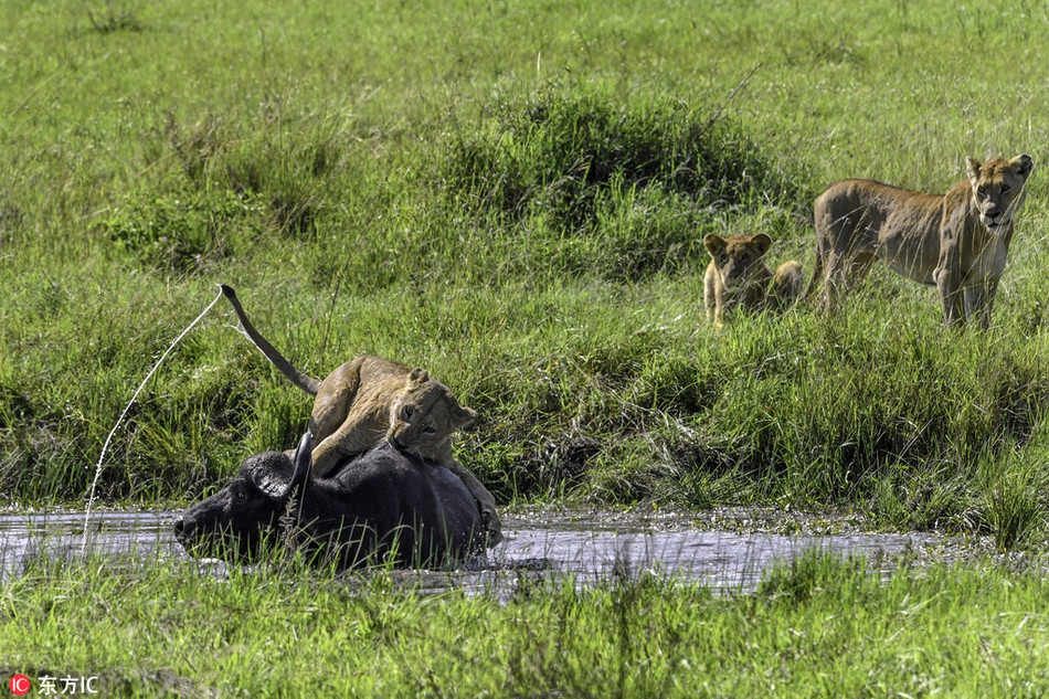 Tuy nhiên, trâu rừng đã quá chủ quan, không quan sát thật kỹ. Ở phía sau nó, xa xa trong những bụi cây thấp, có một nhóm sư tử cái đã rình rập từ lâu.