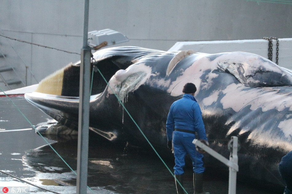 Chính vì vậy, họ đã lên kế hoạch săn giết 238 con cá voi trưởng thành trong năm 2018 này. Không hạn chế số lượng săn giết với cá voi con. Con số này cũng là quyết định của chính phủ Iceland.