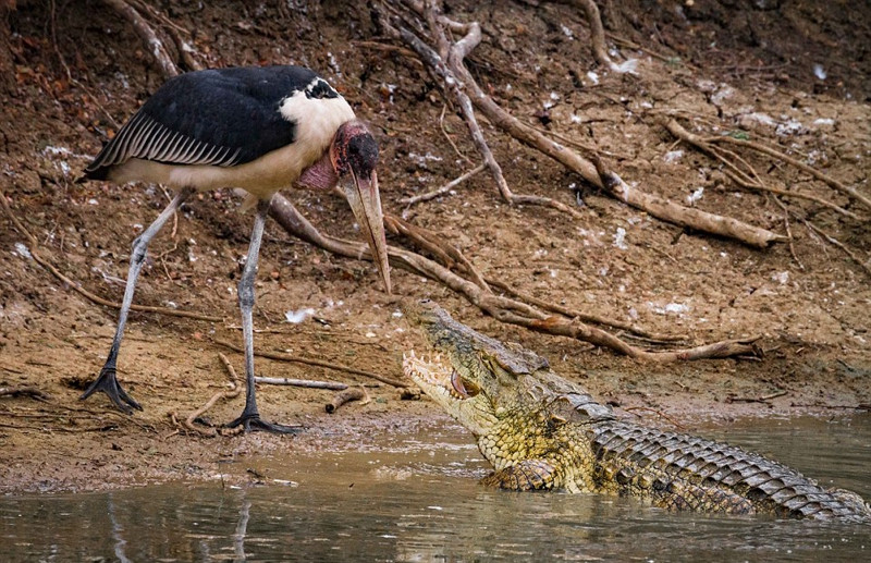 Trong một khu vực khác thuộc vườn quốc gia Gorongosa ở Mozambique, nhiếp ảnh gia Jen Guyton cũng chụp lại được khoảnh khắc một con cá sấu săn giết chim lội lớn.