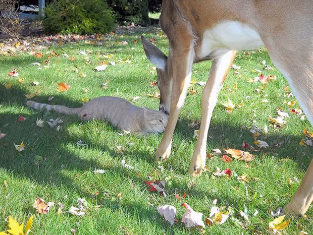 Tuy rằng là động vật khác loài, nhưng mèo vàng và con nai nhỏ lại rất quấn quýt. Chúng thích cùng chơi, cùng nghỉ, cùng ăn với nhau.
