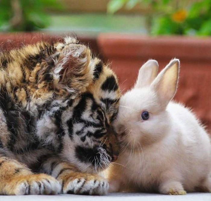 Có lẽ chỉ có trong tưởng tượng, mãnh thú săn mồi và những loài động vật được coi là con mồi mới có thể làm bạn với nhau. Tuy nhiên sự thật đã chứng minh, điều kỳ diệu luôn luôn tồn tại, chú hổ con này tình nguyện thân thiết, làm bạn với thỏ trắng.