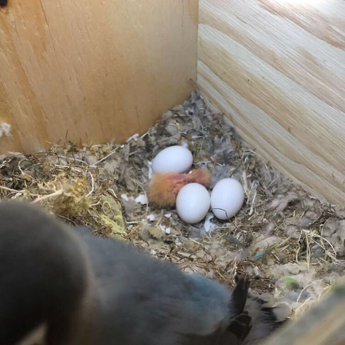 Niềm vui được nhân lên nhiều lần khi Siouxsie sinh hạ được 4 chim non rất dễ thương, xinh đẹp.