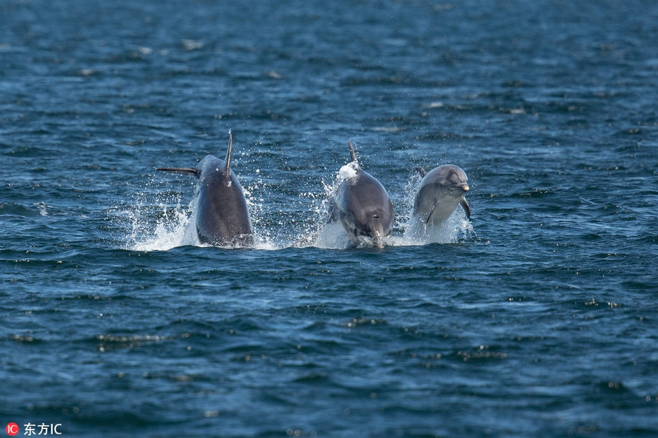 Theo chia sẻ của nhiếp ảnh gia, những con cá heo này có vẻ đang rất rảnh rỗi và tâm trạng tốt.