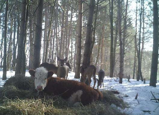 Đáng ngạc nhiên, Bonnie đã trở thành một thành viên của đàn hươu và đã hoàn toàn thích nghi với đời sống xã hội của loài hươu. Chúng cùng ăn, cùng ngủ và cùng chơi với nhau.