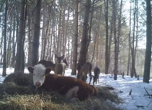 Đáng ngạc nhiên, Bonnie đã trở thành một thành viên của đàn hươu và đã hoàn toàn thích nghi với đời sống xã hội của loài hươu. Chúng cùng ăn, cùng ngủ và cùng chơi với nhau.