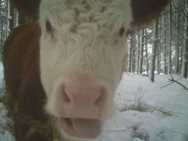 Sau khi phát hiện ra chú bê chạy trốn Bonnie, người dân địa phương chia làm hai nhóm ý kiến khác nhau. Một số muốn bảo vệ Bonnie, để nó sống trong rừng tự do tự tại. Một nhóm khác muốn bắt Bonnie về và bán nó.