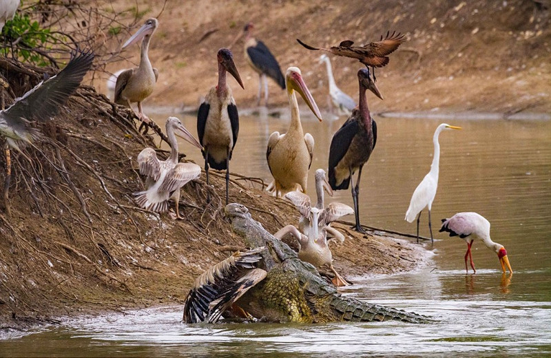 Màn săn mồi ngoạn mục đã khiến những con chim kêu lên kinh hãi và trở nên hỗn loạn. Tuy nhiên sau đó, vì kiếm miếng ăn, những con chim vẫn không chịu rời mép nước.
