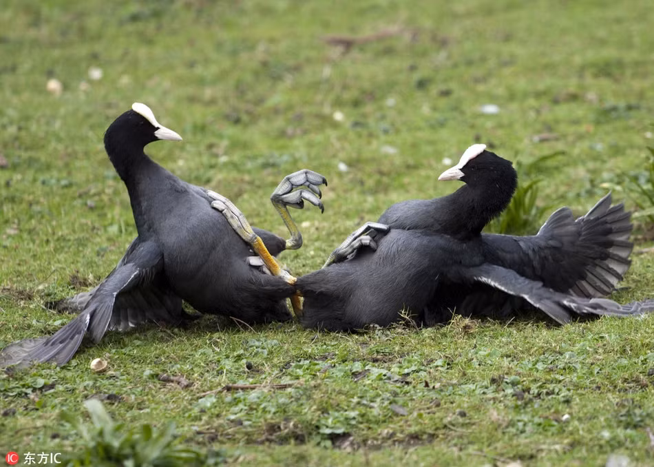 Trong một khu vườn thuộc London, Anh, hai con chim đang so tài chiến đấu với đồng loại của mình. Chúng tranh giành lãnh thổ không khoan nhượng.
