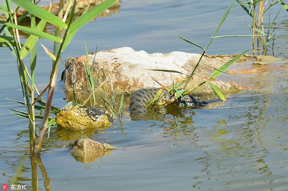 Doi ech mai yeu duong, bi ran tam tia chet van sung so-Hinh-3