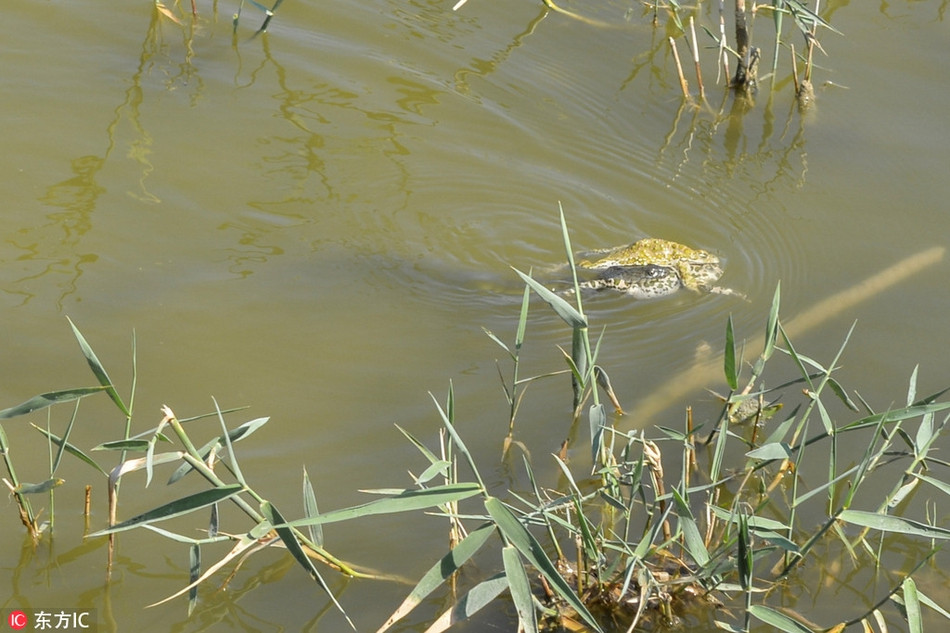 Doi ech mai yeu duong, bi ran tam tia chet van sung so-Hinh-4