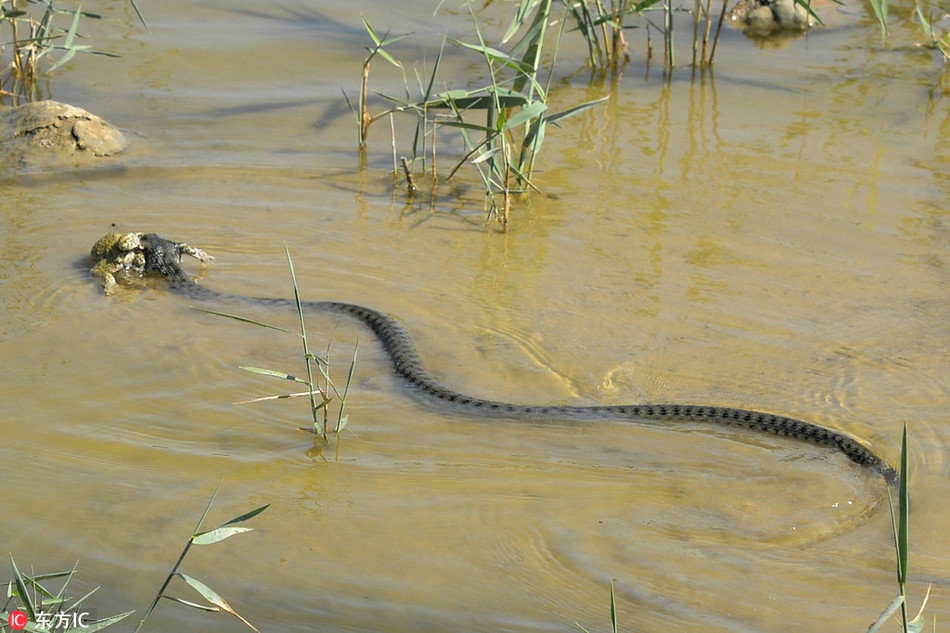 Doi ech mai yeu duong, bi ran tam tia chet van sung so-Hinh-5