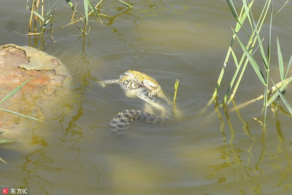 Doi ech mai yeu duong, bi ran tam tia chet van sung so-Hinh-2