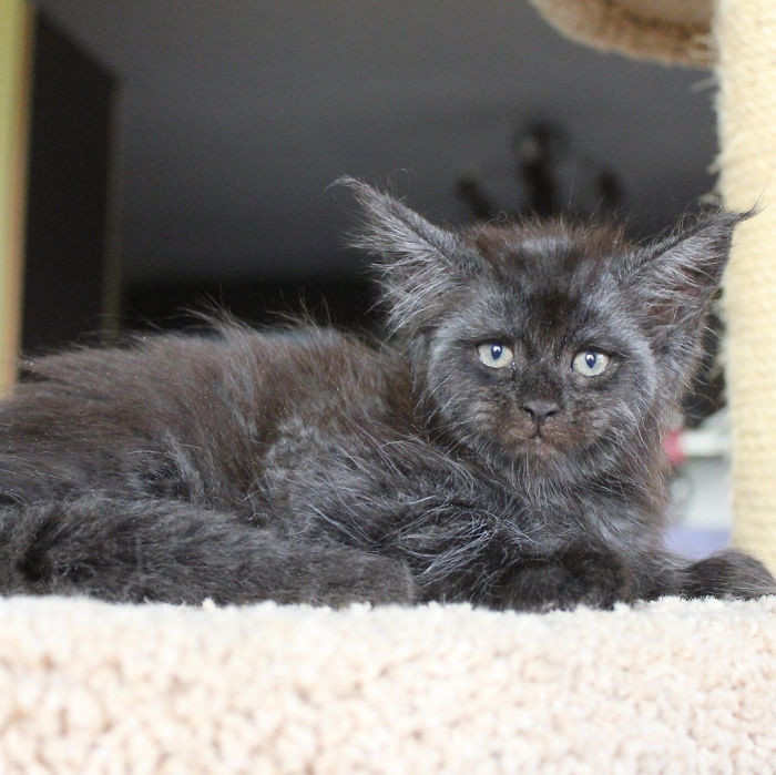 Bên cạnh đó, cũng có người cho rằng biểu cảm và thần thái đôi mắt của Valkyrie mới khiến chú mèo cưng này giống con người, chứ không phải cấu trúc xương mặt của chú ta.