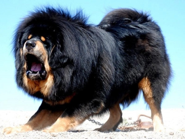 Có thể thấy, chó ngao Tây Tạng là một trong những giống chó nguy hiểm nhất thế giới. Những gia đình có trẻ nhỏ cần phải đặc biệt chú ý khi để trẻ tiếp xúc với loài chó hung bạo và to lớn này.