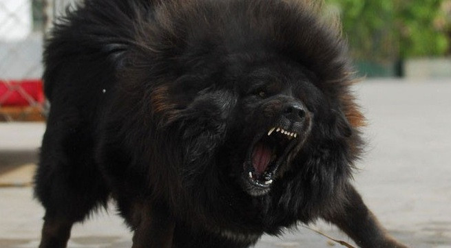 Chính bởi những lý do trên mà Ngao Tạng rất được chuộng. Nhưng không phải ai cũng có đủ khả năng nuôi chúng. Là thú cưng của nhiều đại gia nhưng đồng thời Ngao Tạng cũng là nỗi khiếp sợ của nhiều người bởi bản tính hung dữ, lỳ lợm của chúng. Đã có nhiều vụ chó ngao Tây Tạng cắn chết người, hoặc thậm chí từng có con chó ngao Tây Tạng hạ sát tổng cộng 37 con sói.