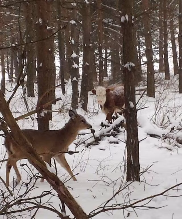 Ngày qua ngày, Bonnie dần dần giành được niềm tin của Bonnie. Cô nhận ra rằng mặc dù đàn hươu tiếp nhận và cưu mang Bonnie, thế nhưng chú bê không thể tiếp tục sống trốn tránh như thế này nữa.
