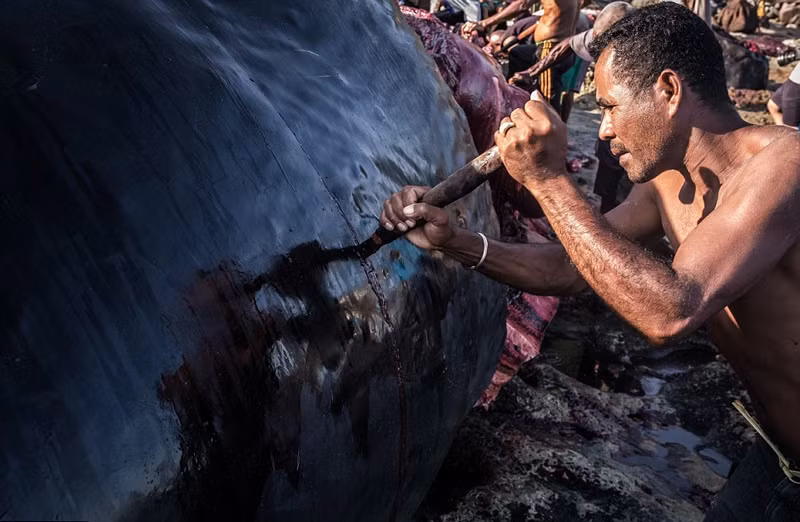 Những hình ảnh săn giết cá voi được ghi lại tại đảo Lembata, tỉnh Nusa Tenggara, miền Nam Indonesia vô cùng ám ảnh, thu hút sự chú ý và gây tranh cãi lớn.