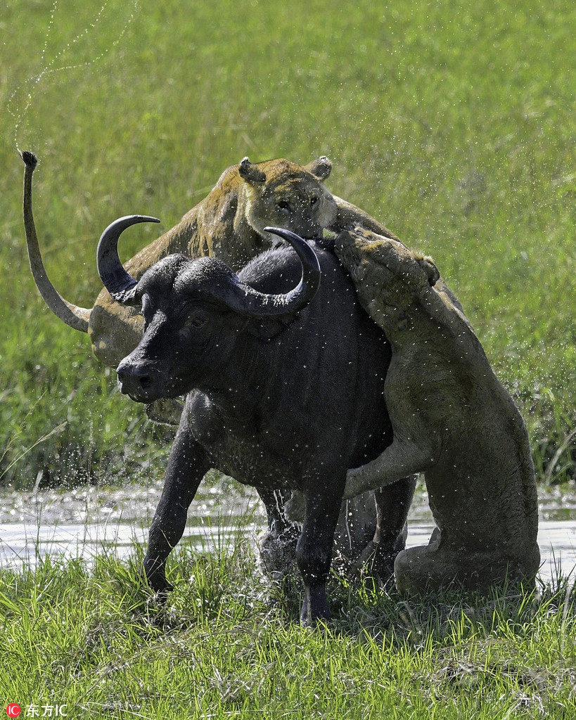 Dù thế, trâu rừng không dễ dàng bỏ cuộc, chỉ cần có cơ hội, nó sẽ vùng dậy và chạy đi, đồng thời tìm cách hất văng những con sư tử khát máu đang đeo bám trên cơ thể mình.