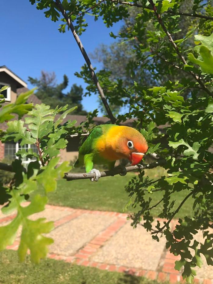 Maura đã nghĩ cách để chú vẹt cưng đáng yêu của mình kết đôi được với một con vẹt uyên ương cái khác.