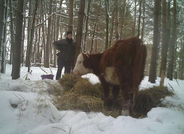 Ngay sau đó, Becky đã kêu gọi cứu trợ cho Bonnie, mong muốn chú bê dũng cảm có thể có được nơi ở an toàn và ổn định để sinh sống. Thế nhưng mọi người gặp khó khăn khi Bonnie rất cảnh giác, nó chỉ cho phép Becky chạm vào mình. Những người khác không thể đến gần.