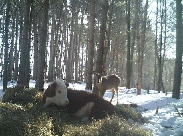 Bonnie chạy vào khu rừng gần đó và biến mất. Trong khoảng thời gian dài, Bonnie trở thành một bí ẩn đối với người dân địa phương, không ai có thể tìm thấy nó. Mãi đến đầu năm nay, một thợ săn người địa phương mới chụp được những bức ảnh đầu tiên về Bonnie trông qua một chiếc camera ẩn gắn trong rừng.
