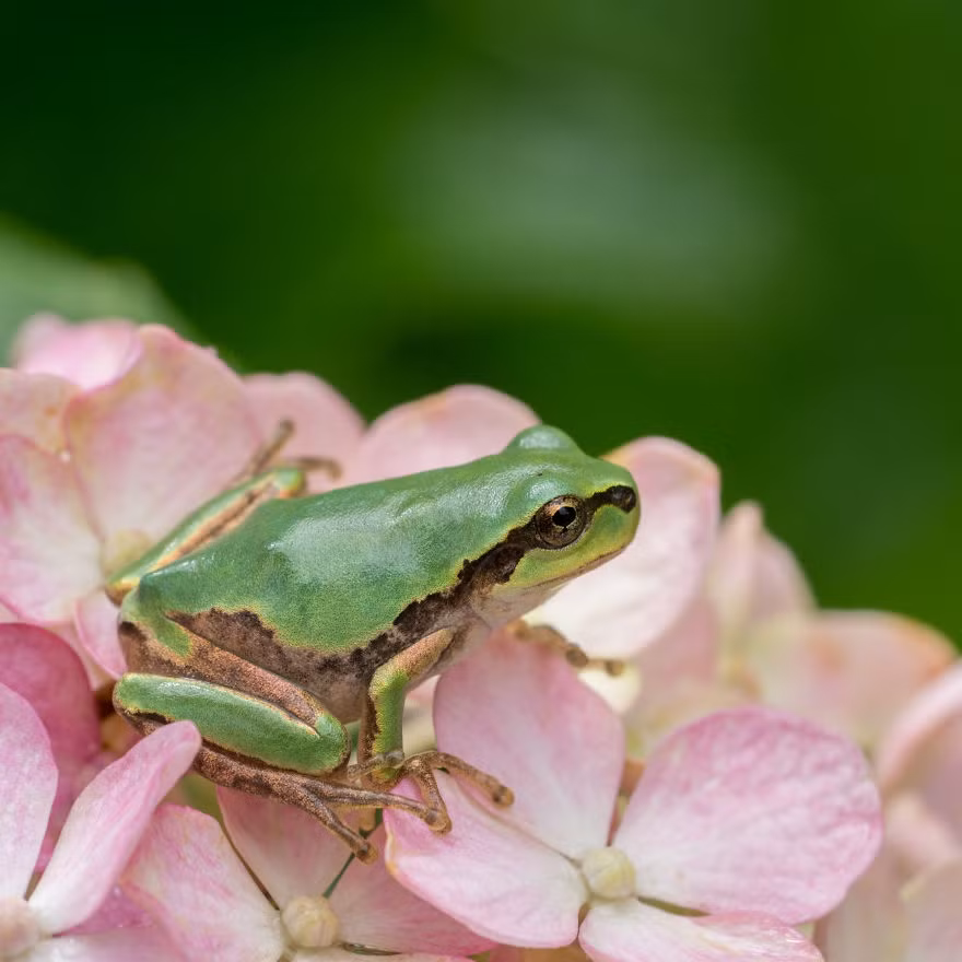Nơi có chàng hoàng tử phải đội lốt một con ếch để chờ đợi tình yêu đích thực.