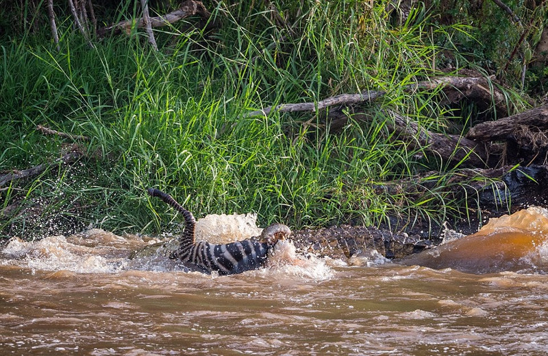 Nhiếp ảnh gia Ingo Gerlach chụp được những bức ảnh sống động khi cá sấu khổng lồ nghiền nát một con ngựa vằn non khi con ngựa vằn đang cố gắng vượt sông Mara ở Kenya.