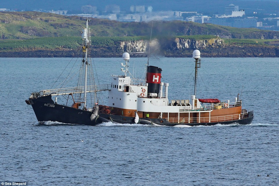 Mặc dù Kristján Loftsson được chính quyền Iceland cho phép săn cá voi bấp chấp các lệnh cấm toàn cầu thế nhưng săn giết cá voi xanh, loài động vật đang trên đà tuyệt chủng là bất hợp pháp trên toàn thế giới.