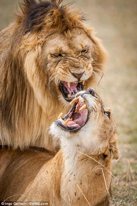 Mới đây, nhiếp ảnh gia động vật hoang dã Ingo Garlach ghi được những hình ảnh vô cùng thú vị về 50 sắc thái biểu cảm của vợ chồng vua sư tử trong mùa giao phối ở khu bảo tồn quốc gia Maasai Mara, Kenya.