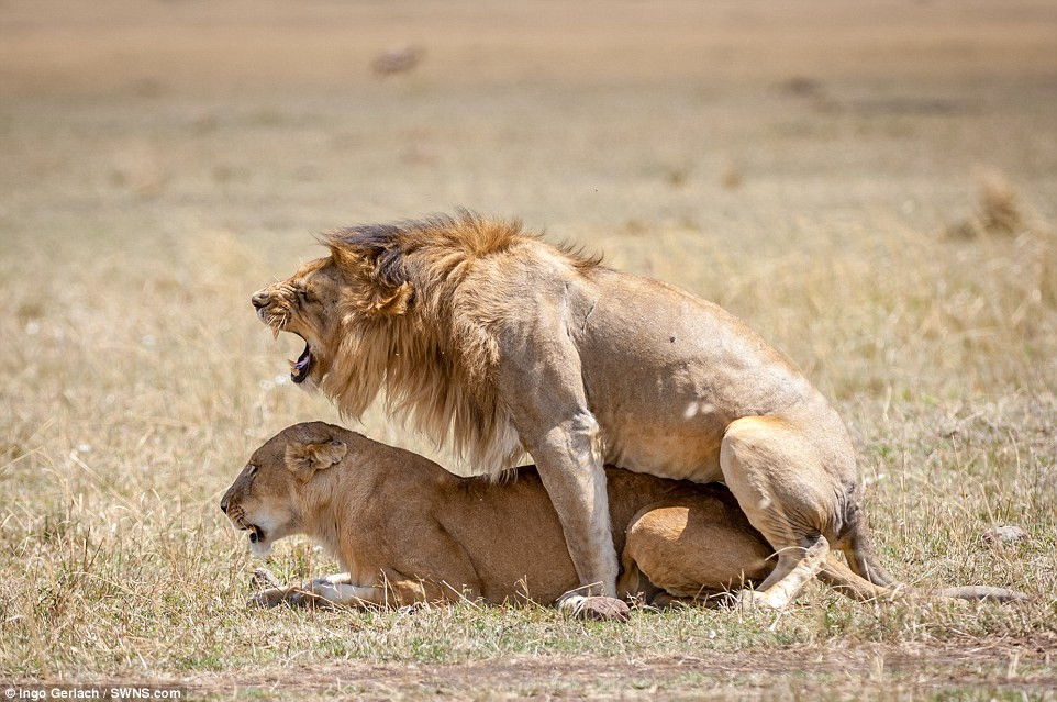 Sau khi yêu đương mặn nồng, cặp đôi lại đứng dậy và ai làm việc của người nấy.