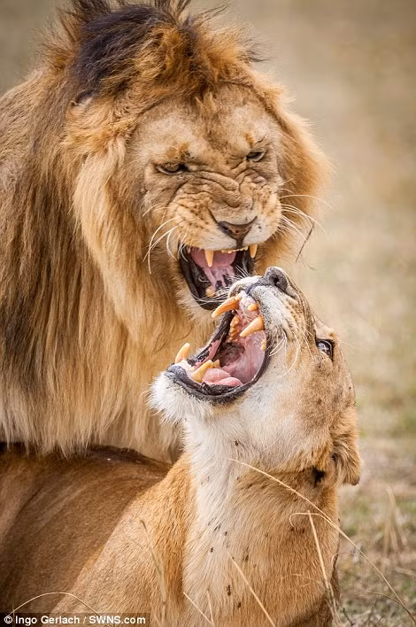 Mới đây, nhiếp ảnh gia động vật hoang dã Ingo Garlach ghi được những hình ảnh vô cùng thú vị về 50 sắc thái biểu cảm của vợ chồng vua sư tử trong mùa giao phối ở khu bảo tồn quốc gia Maasai Mara, Kenya.