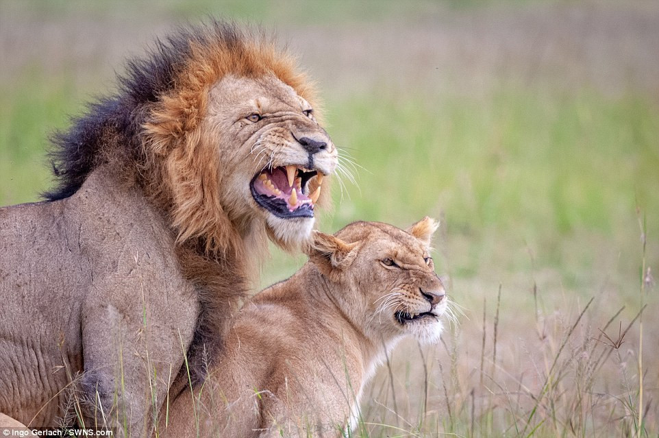 Mùa giao phối của sư tử thường kéo dài khoảng một tuần, trong thời gian này chúng chỉ uống nước và không săn giết, không ăn.