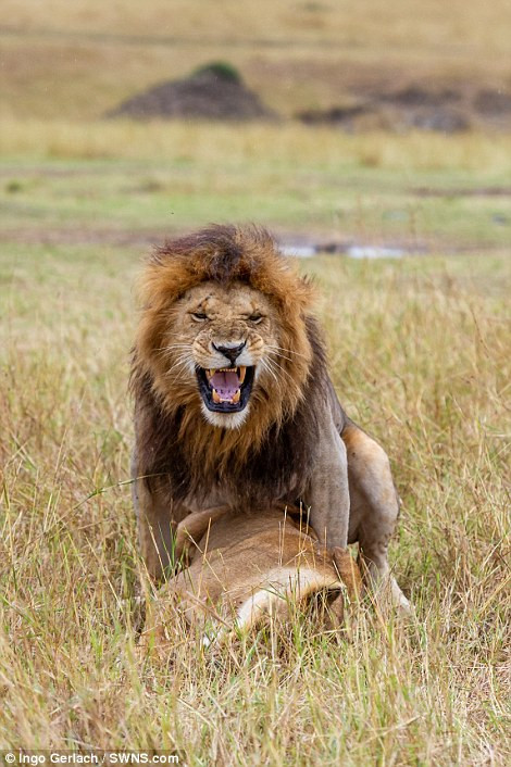 Theo nhiếp ảnh gia Ingo, đây có lẽ là một khoảng thời gian sư tử mất sức, rất mệt mỏi và không chú ý gì đến con người.