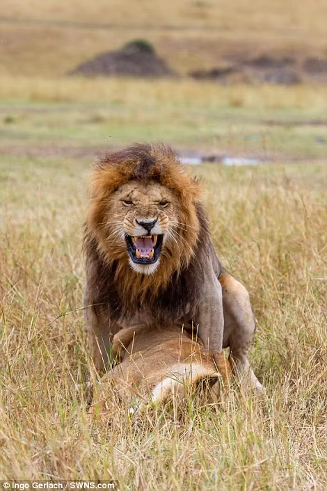 Theo nhiếp ảnh gia Ingo, đây có lẽ là một khoảng thời gian sư tử mất sức, rất mệt mỏi và không chú ý gì đến con người.